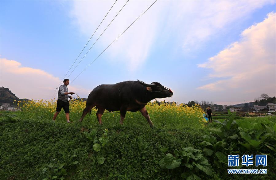 #（生态）（8）春回大地