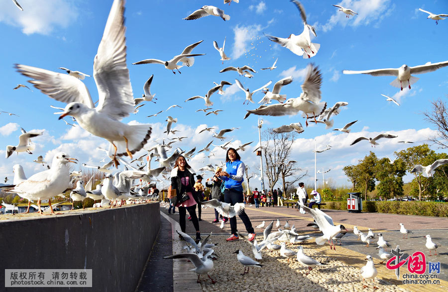 3月1日，雲南昆明氣溫回升明顯，眾多市民遊客來到昆明海埂大壩賞鷗喂鷗，人鷗共用和諧時光。中國網圖片庫 李明攝