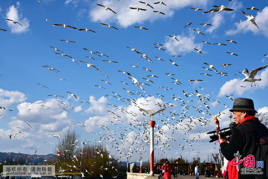3月1日，云南昆明气温回升明显，众多市民游客来到昆明海埂大坝赏鸥喂鸥，人鸥共享和谐时光。中国网图片库 李明摄