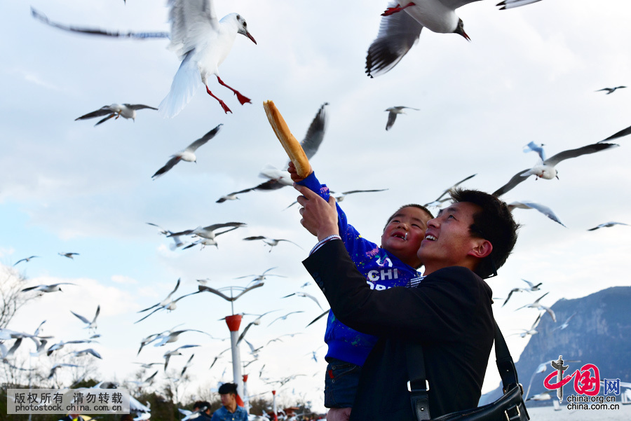 3月1日，云南昆明气温回升明显，众多市民游客来到昆明海埂大坝赏鸥喂鸥，人鸥共享和谐时光。中国网图片库 李明摄