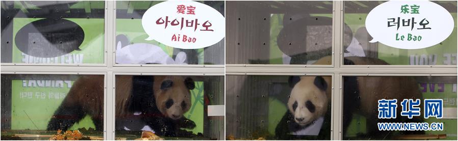 （國際）（3）兩隻大熊貓安全抵達南韓