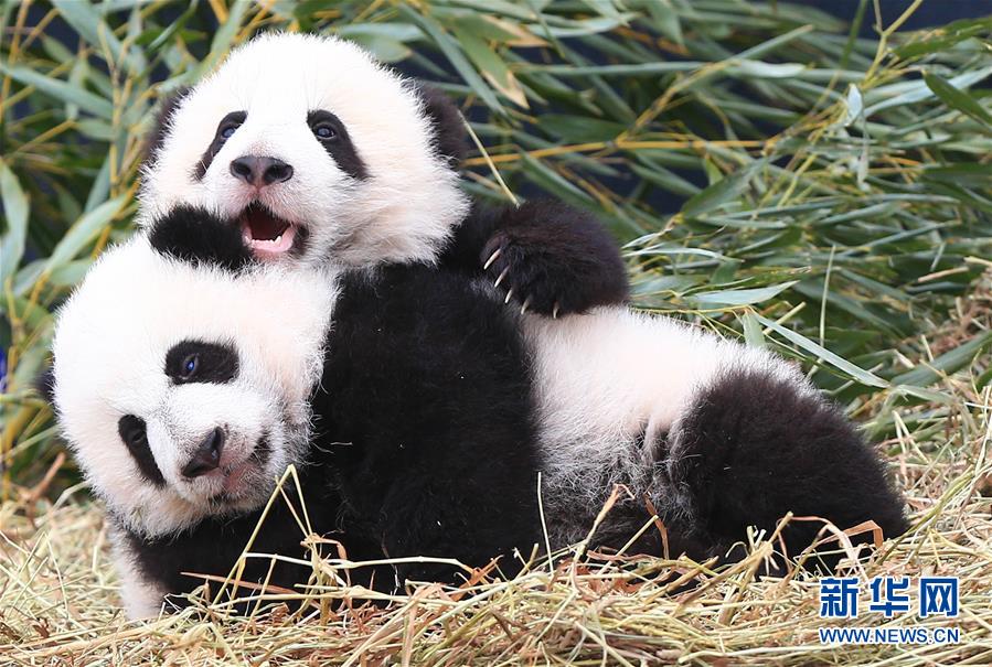 （国际）（2）加拿大龙凤胎熊猫宝宝名字出炉