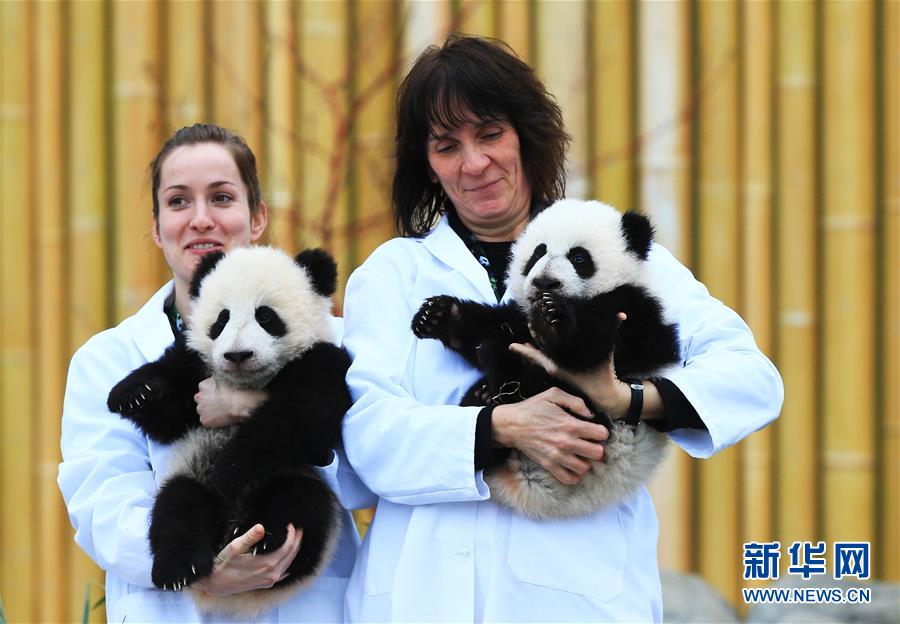 （國際）（1）加拿大龍鳳胎熊貓寶寶名字出爐