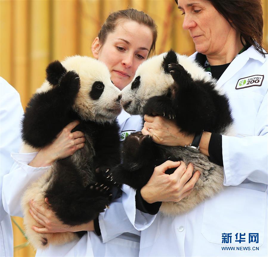 （XHDW）（1）加拿大龍鳳胎熊貓寶寶名字出爐