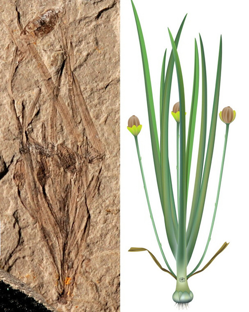 拼版照片：左图是中侏罗世的渤大侏罗草化石，右图是渤大侏罗草的复原图（资料照片）。