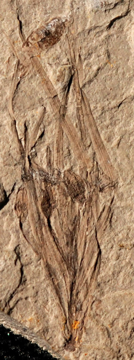 1.64亿年前中侏罗世地层中的一种草本植物化石被我国科学家发现，这个目前世界上已知最早的草本被子植物的发现，促使人们重新审视前人提出的被子植物演化观。这一研究成果以封面文章发表在中国近日出版的《地质学报》英文版上。新华社发
