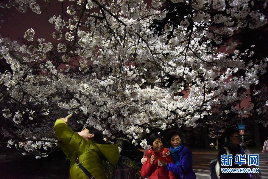 　3月10日，遊客在武漢大學校園內夜賞櫻花。新華社記者 郝同前 攝