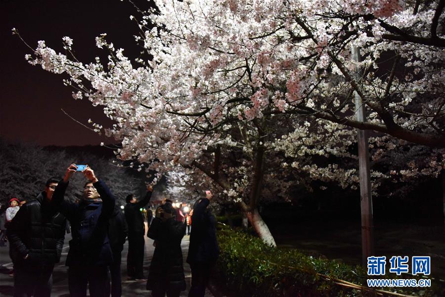 　3月10日，游客在武汉大学校园内夜赏樱花。新华社记者 郝同前 摄