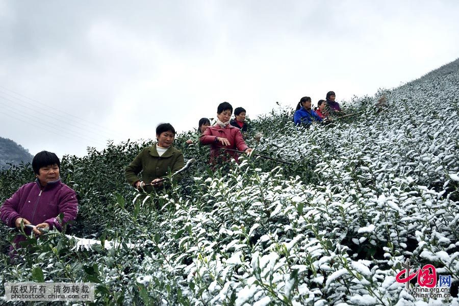  3月10日，浙江省武义县郁清香茶业公司员工，用水喷、竹木敲打等各种措施在后树岭有机茶园除雪。