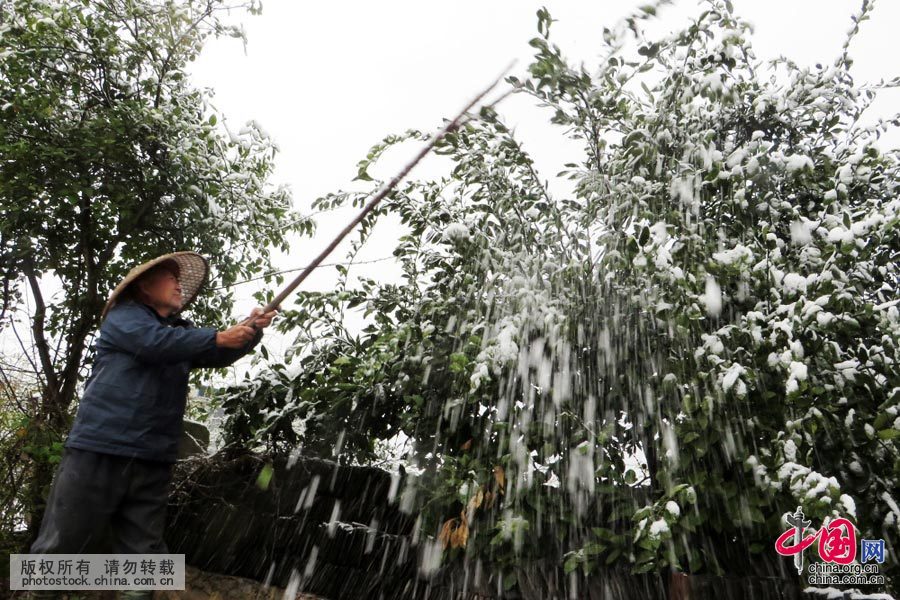  3月10日，湖南省涟源市桥头河大范村一农户在用棍子打落果树上的积雪。当日，湖南涟源普降大雪，给市民生产和生活带来了居多不利。中国网图片库 张扬 摄