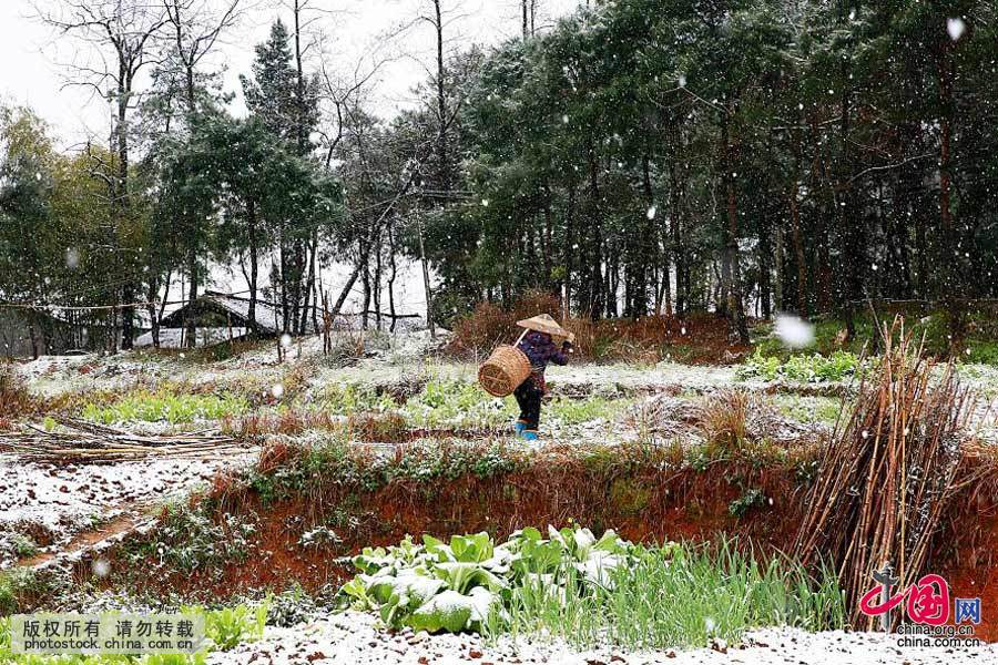 3月10日，在湖南省邵陽市隆回縣，一場三月春雪不期而至。中國網圖片庫 曾勇 攝