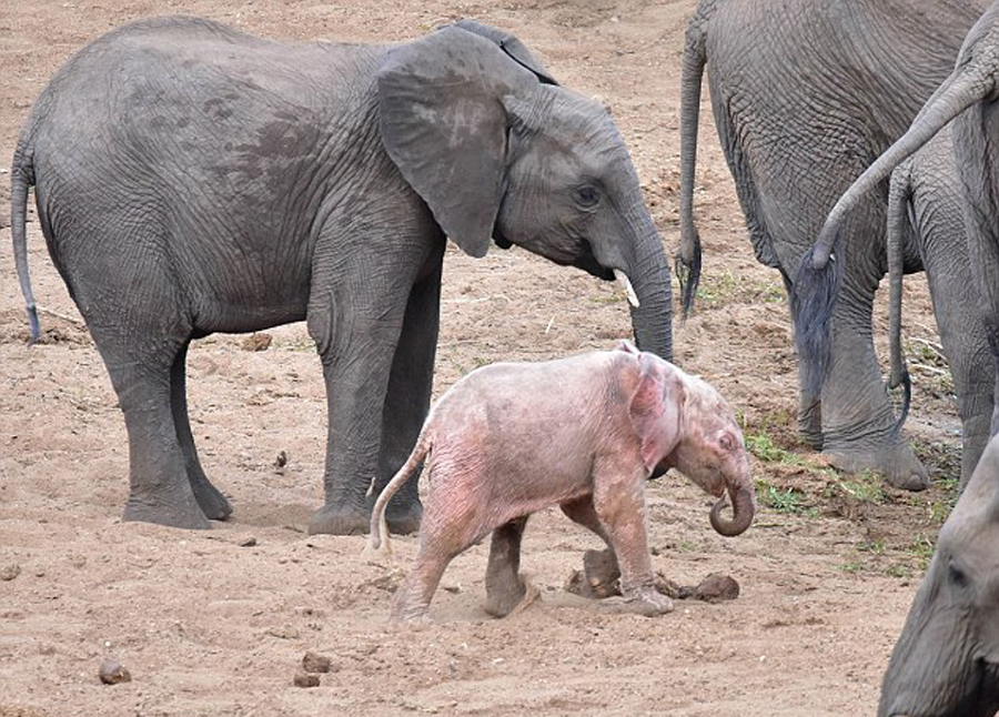 南非野生动物园发现罕见粉红色幼象  或将因此遭到同伴排斥