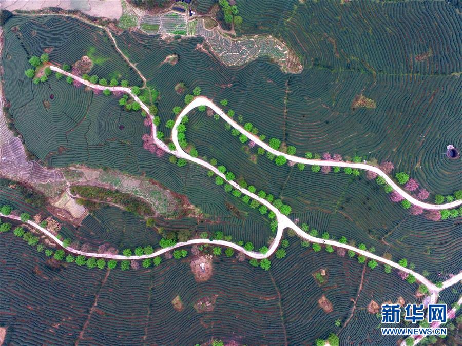 這是3月15日拍攝的漳平市永福鎮台灣農民創業園內的櫻花茶園景觀。