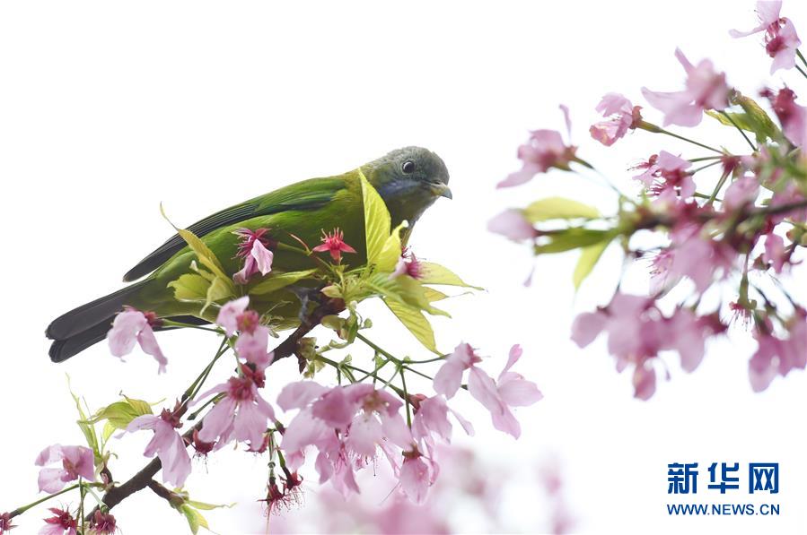 3月15日，一隻橙腹葉鵯鳥停留在漳平市永福鎮櫻花茶園內的枝頭。