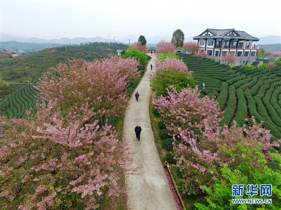 3月15日，遊客在福建漳平永福鎮遊覽櫻花茶園。