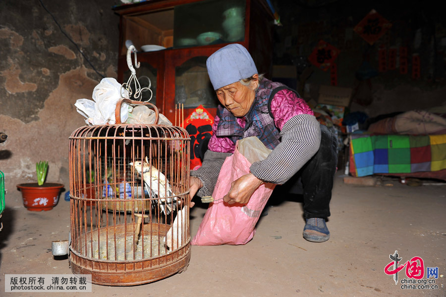 除了照顧兒子，夏培英老人還要細心餵養老伴生前養的幾隻小鳥，她説這樣做好像還能看到老伴的影子。中國網圖片庫 劉明照 攝