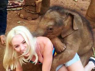 泰国小象爱与游客“零距离接触”