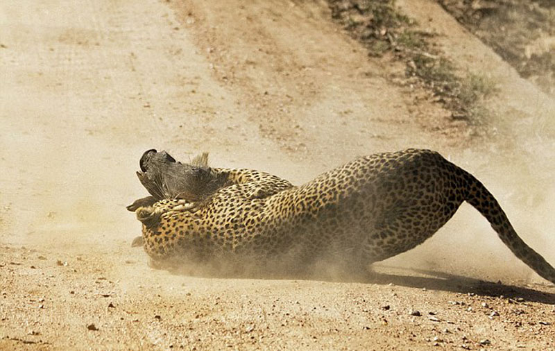 這張照片記錄下驚險時刻，花豹抓住機會逮住了小疣豬。（網頁截圖）