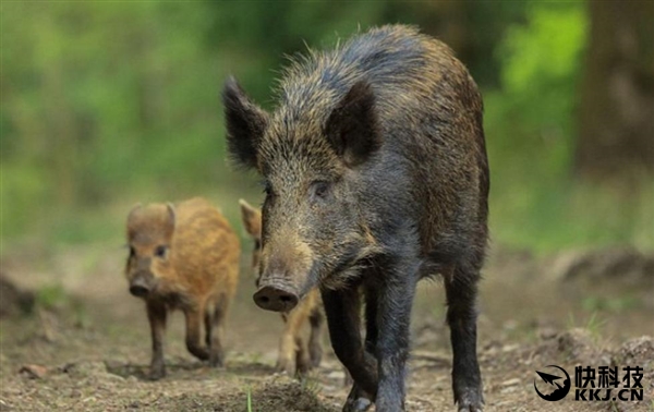 野豬遭核污染變異 福島核泄漏對動物危害很大（組圖）