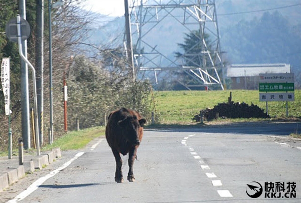 野豬遭核污染變異 福島核泄漏對動物危害很大（組圖）