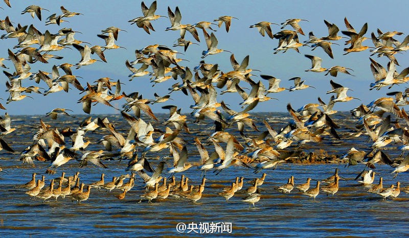 百万候鸟密集如浪 密恐症慎点!