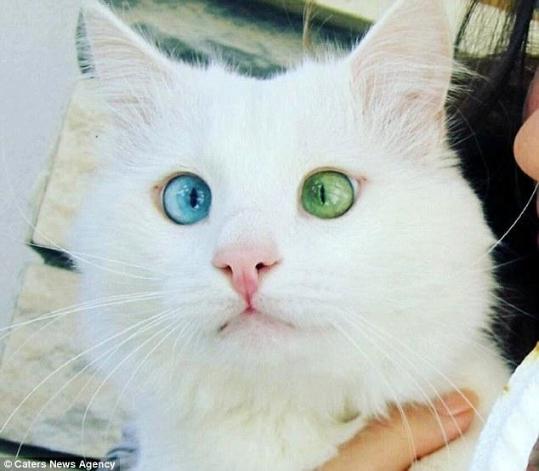 最美網紅貓雙瞳異色 粉絲被其“催眠”魔力吸引