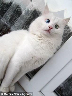 最美网红猫双瞳异色 粉丝被其“催眠”魔力吸引