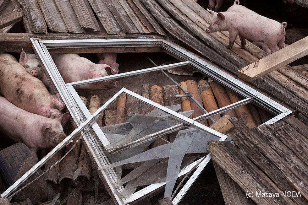 日本熊本地震現“豬堅強” 被解救後送往屠宰場