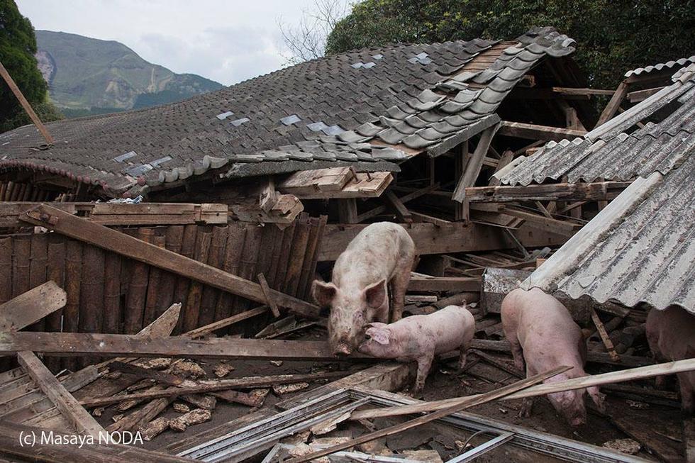日本熊本地震現“豬堅強” 被解救後送往屠宰場