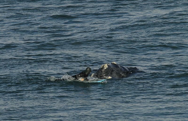 南非冲浪选手海滩上演人鲸共舞