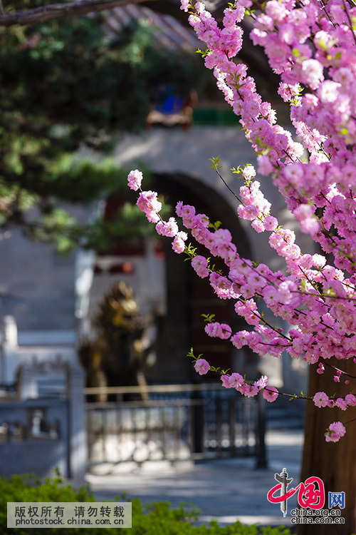 立夏,探秘故宫 春末夏初红墙白瓦中百花斗艳[组图]