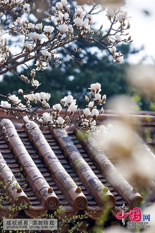 立夏,探秘故宫 春末夏初红墙白瓦中百花斗艳[组图]