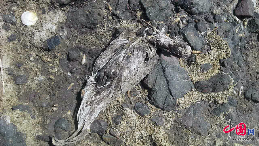 青岛胶州湾候鸟繁殖地发现大量死亡候鸟 原因