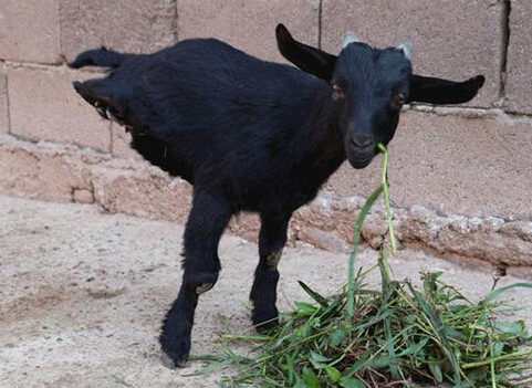 云南:小羊天生两条腿 一周学会直立行走