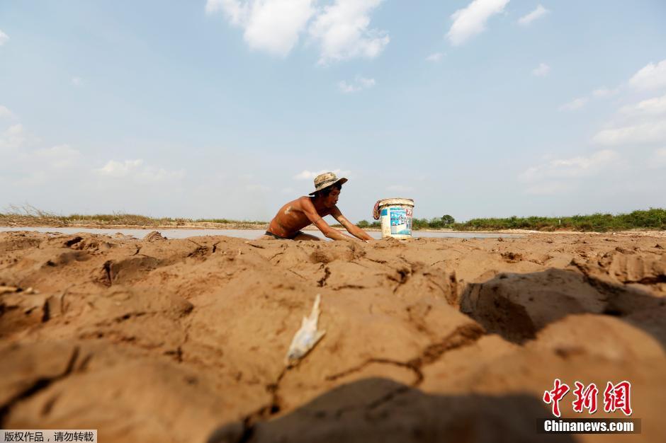 柬埔寨遭遇干旱 河水干涸鱼被晒成鱼干(组图)