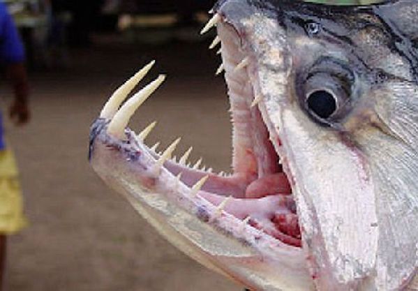 英吸血鬼鱼暴增 专门吸血简直就是鱼中的吸血鬼