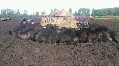 闪电击中金属饲料桶 21头牛进食中归西(图)