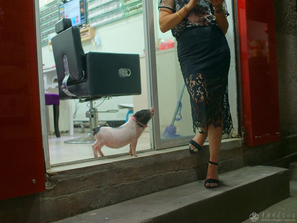 07、养宠物是年轻人的一大爱好,这是美甲店里的宠物猪。(2015.5.25)
