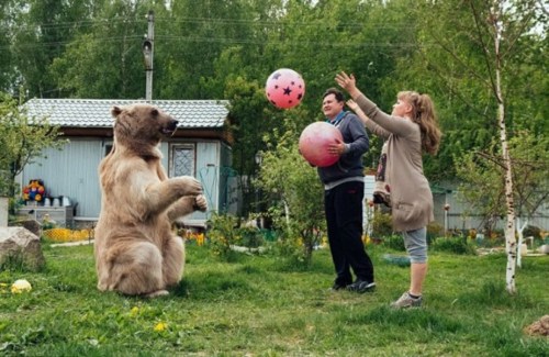 俄夫妇养了一个“熊孩子” 一家三口其乐融融(图)