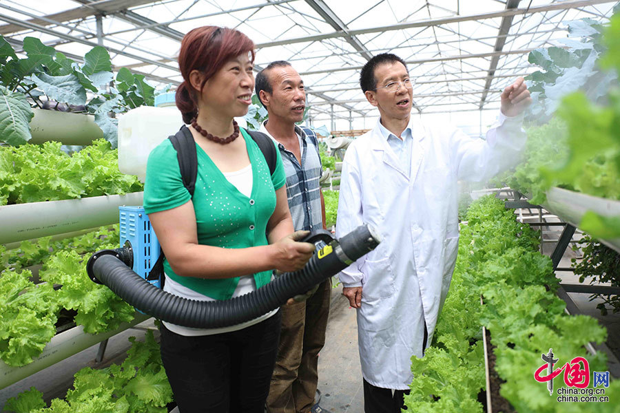 6月3日,北京市农业局植保站副站长郑建秋在廊坊市牛驼镇绿色防控蔬菜