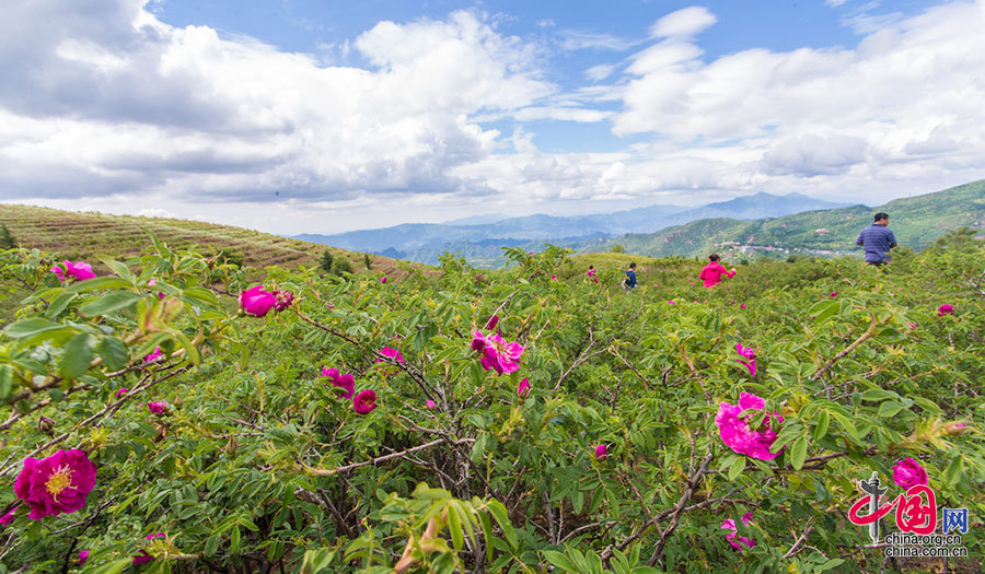 妙峰山顶玫瑰花