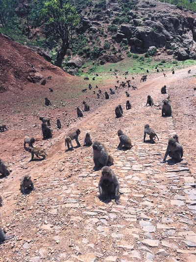 山村引猕猴搞旅游失败后放养 数百只猴子攻击人