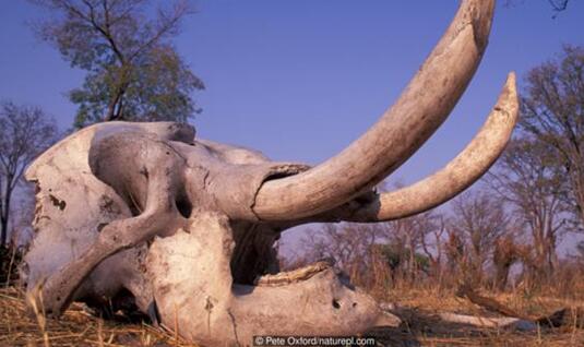 舌尖上的远古：英国最新研究称古人能猎食大象