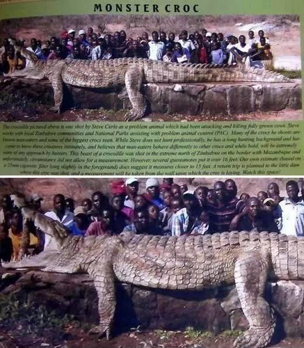 蛇是怎么变成恐龙的 7427ea2a0ea318e7f6560a.jpg