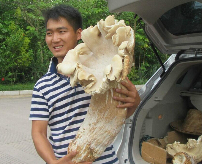 云南村民发现巨型口蘑 极为罕见可以食用