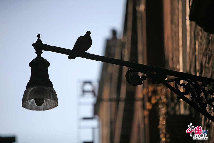 在灯柱上栖息的鸟