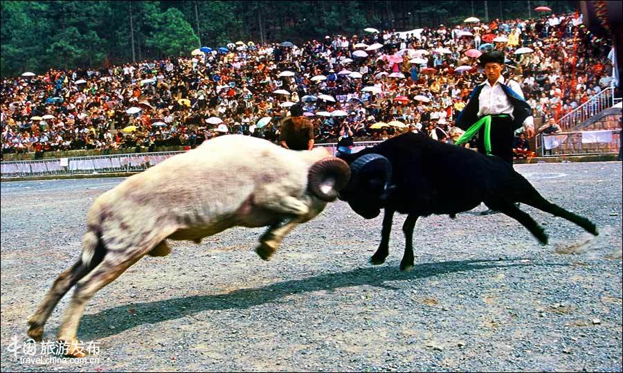 凉山火把节:彝族姑娘要选美 小伙儿爱斗牛(图)(3)