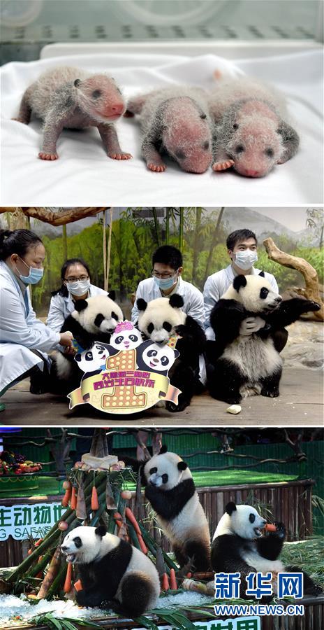 （城乡热点）（1）大熊猫三胞胎两周岁