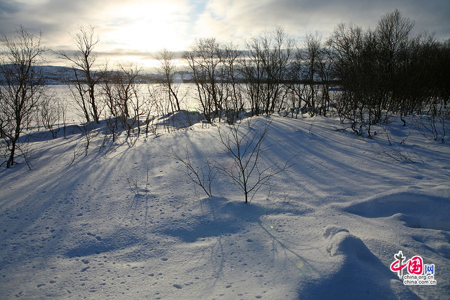 阳光照耀下的雪地与树影相互交错