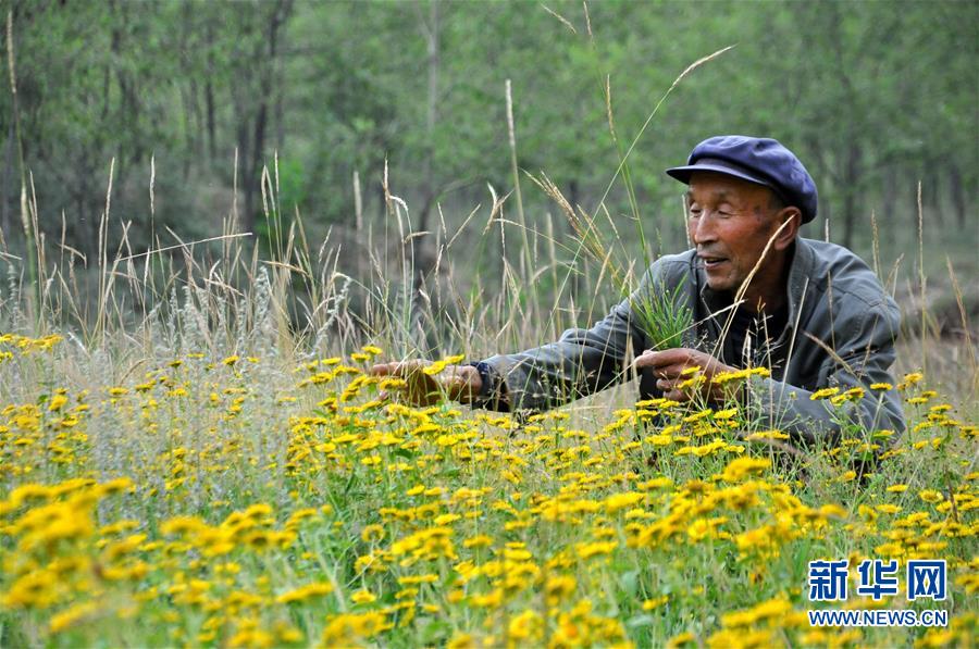 8月23日,許志強老人正在一處長滿黃花的山坡上拔草.